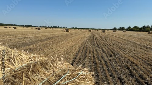 Harvested wheat field with hay bales in a rural agricultural landscape. 
Dry golden stubble rows stretching across farmland under clear blue sky, with round straw bales scattered in the distance