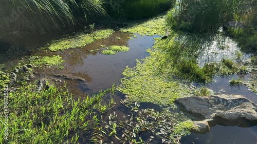 Small wetland stream with algae and aquatic plants in a natural landscape. 
Shallow water with green vegetation, floating duckweed, and stones along the banks under sunlight