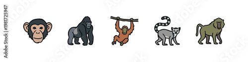 Primate Species Icon Set with Chimpanzee Gorilla Orangutan Lemur and Baboon