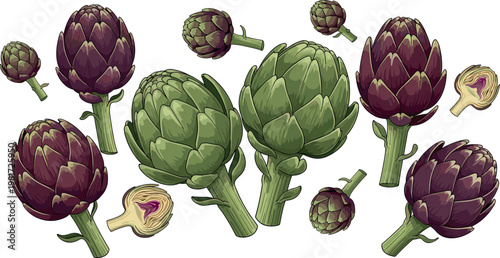 Artichoke vegetable vector set featuring green and purple whole artichokes, buds and cut section isolated healthy food illustration