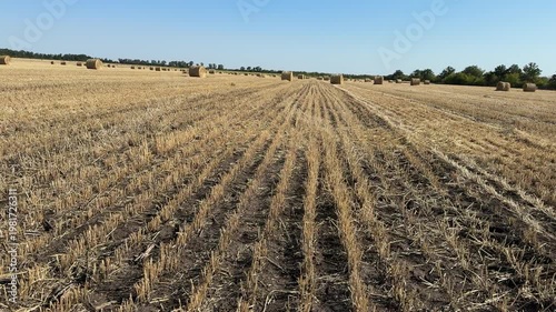 Wide agricultural field after harvest with rows of cut wheat and hay bales. 
Open rural landscape under bright blue sky. 
Clean geometric lines and dry textures dominate the scene, Ideal for farming