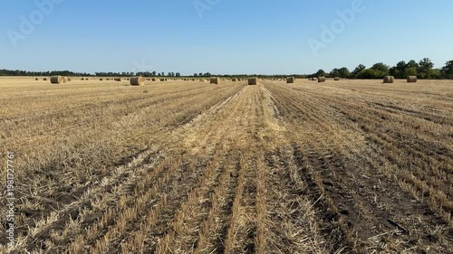 Wide panoramic view of a harvested agricultural field with round hay bales scattered across dry stubble. Tractor tracks form leading lines toward the horizon under a clear blue sky