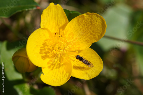 Female hoverfly Long-winged Duskyface Melanostoma scalare of on a flower of marsh-marigold or kingcup (Caltha palustris). Spring, April, Netherlands.