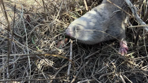 Close-up video of a blind mole rat (Spalax microphthalmus) moving through dry grass and soil. Different moments show the animal emerging, sniffing, and navigating its environment using touch and smell