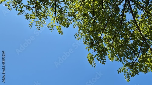 Lush green tree branches and leaves against a clear, cloudless blue sky background.