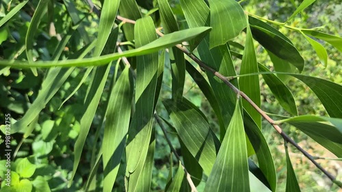 Close up of fresh green acacia tree leaves under bright daylight.
