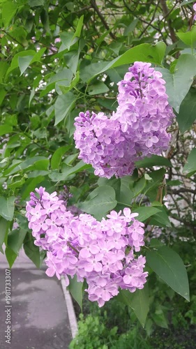 A close-up of a lilac branch. Spring lilac flowers in the yard.
