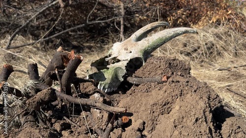 Weathered animal skull with horns лежить на сухому ґрунті серед гілок і трави. 
Harsh natural environment with earthy textures and decay details. 
Strong symbolism of death, drought, and wilderness
