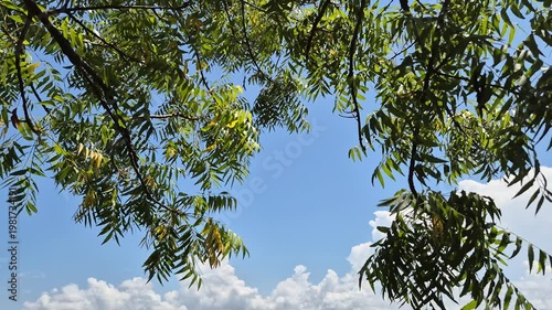 Branches and leaves of a neem tree with a bright blue sky and white clouds background