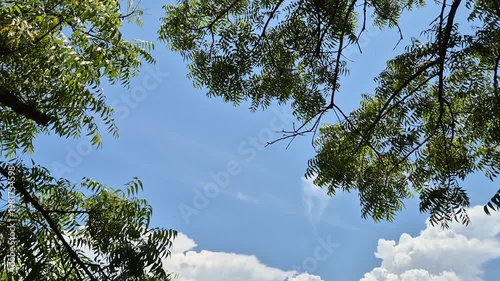 Branches and leaves of a neem tree with a bright blue sky and white clouds background