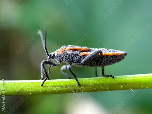Φωτογραφία Close up of bug perched on leaves, assassin bug (Reduviidae)