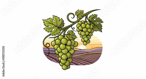 Green grapes hang from a vine over a vineyard at sunset