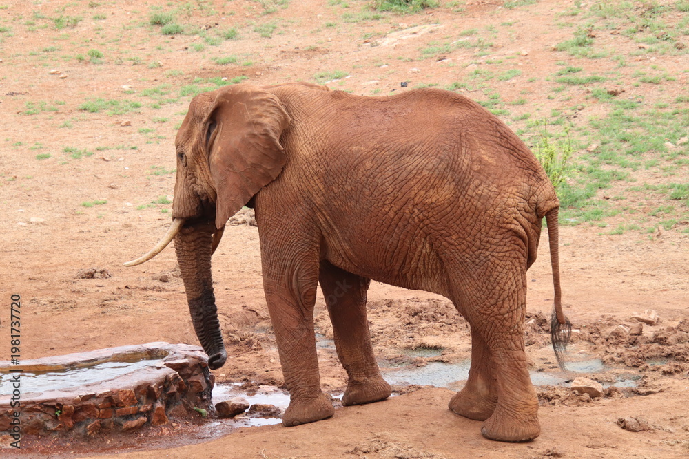 Fototapeta premium 2026-02-27 Kenia Taita Hills Wildlife Sanctuary