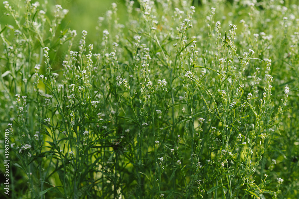 Obraz premium Blooming micro-greenery in a garden bed. Close-up.