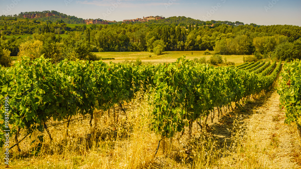 Fototapeta premium Vineyards and Roussillon on horizon. Vaucluse department of the Provence-Alpes-Cote d'Azur in France.