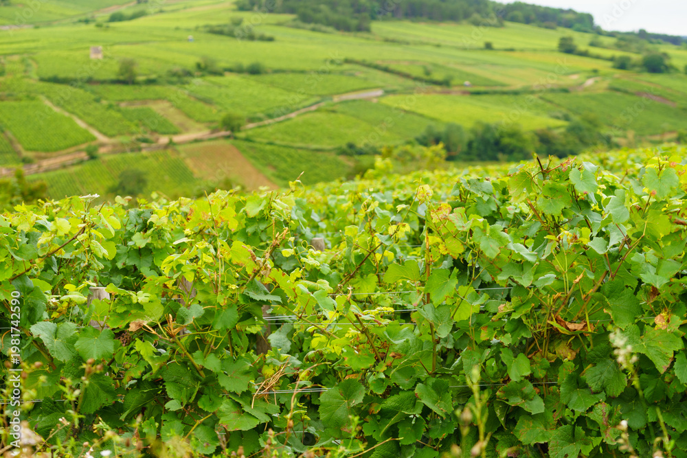 Naklejka premium Green vineyards. Pommard wine region, Bourgogne-Franche-Comte in France. Route des Grands Crus.