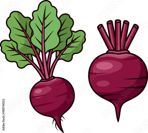 Beetroot vegetable vector illustration set featuring whole and leafy beets with detailed roots isolated on white background for healthy food design