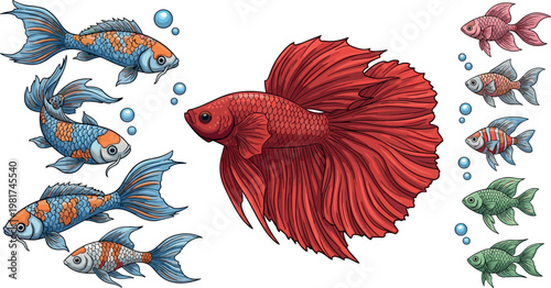 Betta fish and koi carp collection with colorful aquarium species, detailed ornamental aquatic animals vector illustration set isolated