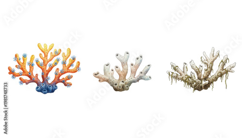 Collection of Three Colorful Coral Reef Formations