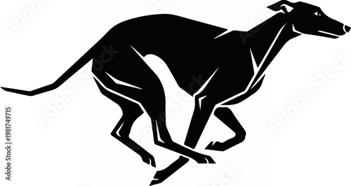 Greyhound dog running fast sprinting.