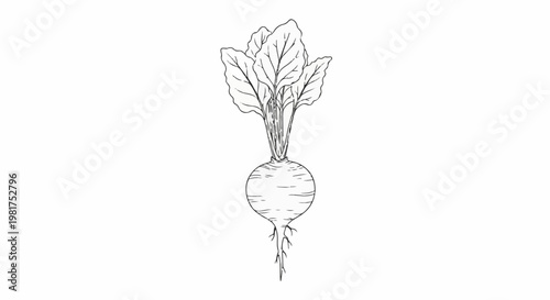 Hand-drawn sketch of a single beet with green leafy tops and roots