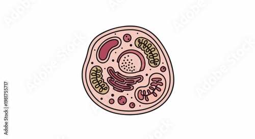 Illustrated representation of a stylized animal cell's internal components and organelles