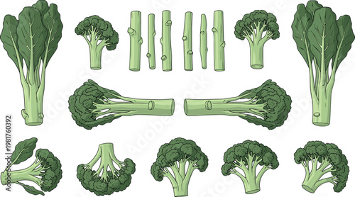 Broccoli parts set with florets, stems and whole vegetable isolated on white background, green organic food vector illustration collection