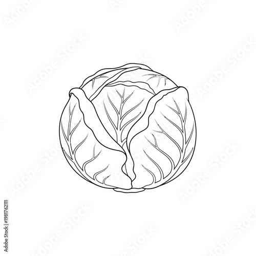 Black and white illustration of a fresh, healthy cabbage vegetable isolated on white.