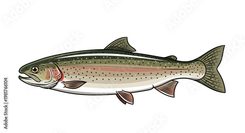 Rainbow Trout Fish Illustration - Aquatic Life, Fishing, Wildlife