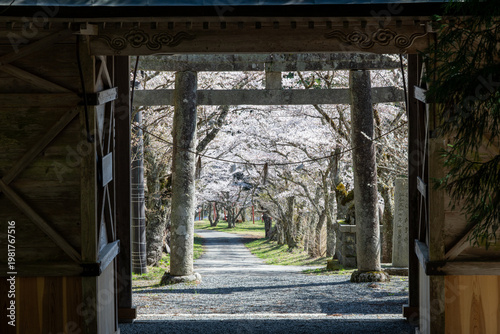 日本の岡山県真庭市の茅部神社のとても美しい桜の季節