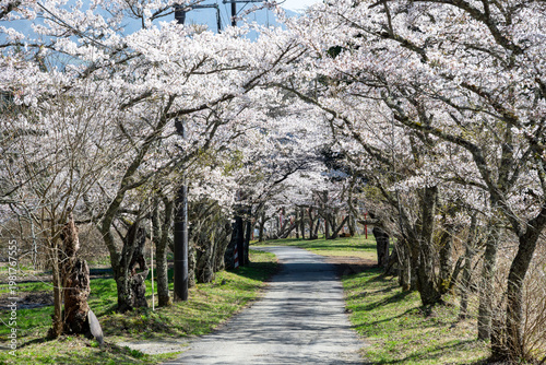 日本の岡山県真庭市の茅部神社のとても美しい桜の季節