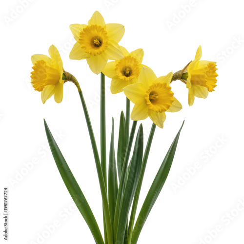 Four vibrant yellow daffodils with ruffled petals and slender green stems standing upright against a transparent background, capturing a fresh spring renewal mood