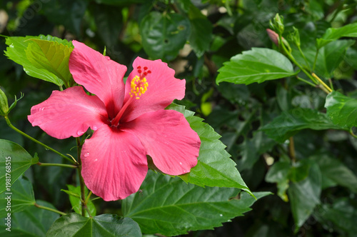 Beautiful Hibiscus Bloom with Green Leaves Background