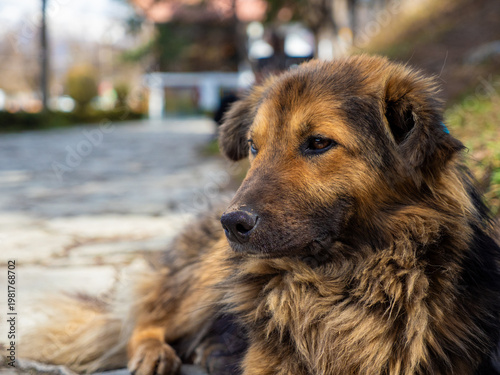 Canvastavla Cute portrait of street dog in Dilijan City Park, Tavush Province, Armenia