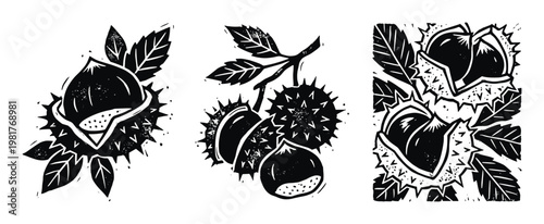 Chestnut linocut illustrations, nut in spiky shell with leaves