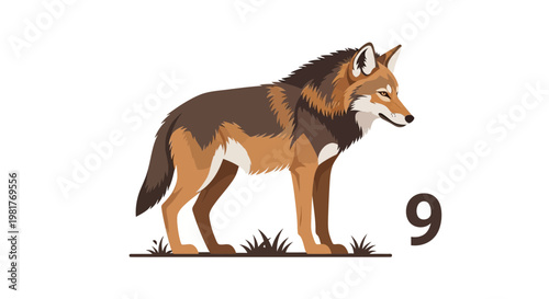 Stylized Coyote Standing on Grass, Vector Illustration