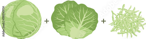Cabbage vector set showing whole cabbage head, leaf and shredded cabbage isolated on white background healthy vegetable illustration