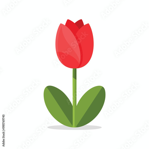 Bright Red Tulip Flower with Green Leaves on a White Background