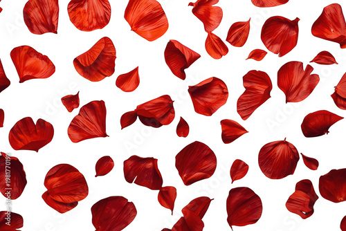 Romantic red rose petals falling, creating an elegant backdrop for love, wedding, and valentine's day celebrations, transparent background