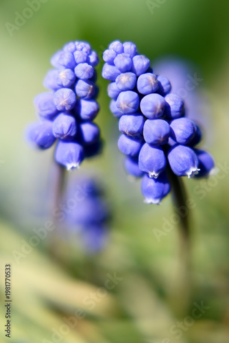 Grape hyacinth flower, a bulbous plant popular in gardening, blooming in early spring.
