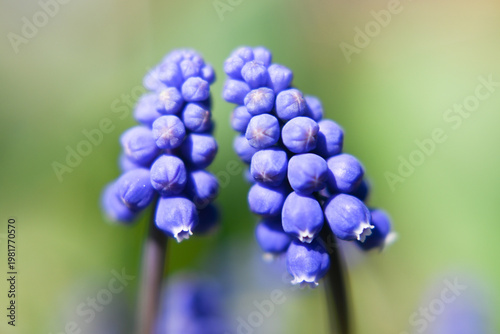 Grape hyacinth flower, a bulbous plant popular in gardening, blooming in early spring.
