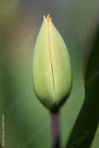 Tulip flower, early undeveloped flower bud, beginning of spring.
