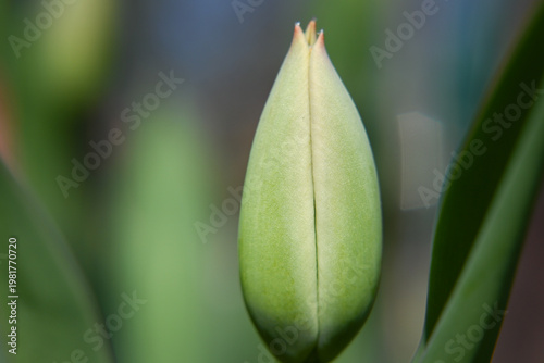 Tulip flower, early undeveloped flower bud, beginning of spring.
