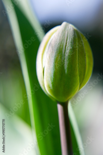 Tulip flower, early undeveloped flower bud, beginning of spring.
