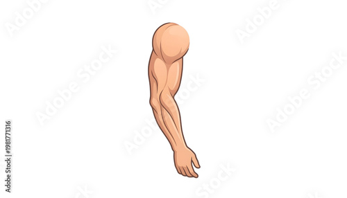 muscular human arm showing biceps and triceps vector illustration on transparent background