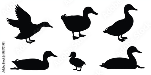 Black silhouettes of ducks in various poses on a white background bird waterfowl