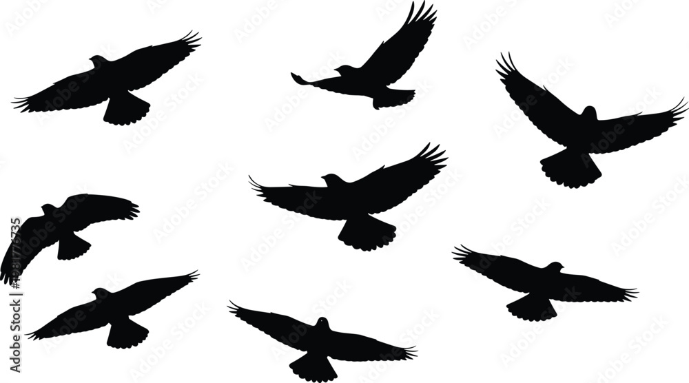 Fototapeta premium Flying eagle silhouettes vector set, birds of prey in flight, black raptor shapes isolated on white background illustration