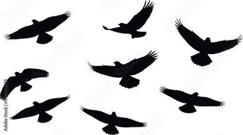 Flying eagle silhouettes vector set, birds of prey in flight, black raptor shapes isolated on white background illustration