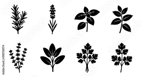 Minimalist culinary herbs icon set, black silhouette herb sprigs and leaves, 8 botanical vector elements for kitchen packaging and menu design