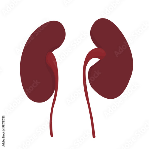Vector of human organ is Kidney, kidneys are two bean-shaped